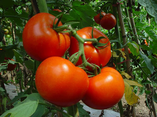 ускорение созревание томатов