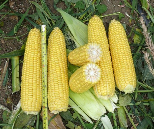 Мини-кукуруза