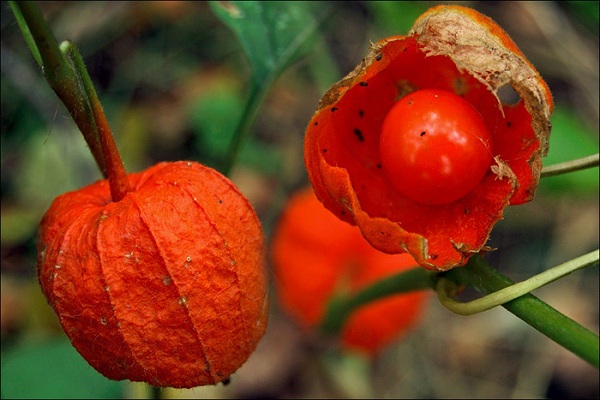 Физалис мексиканский томат