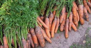 Весенняя посадка моркови: соблюдаем правила