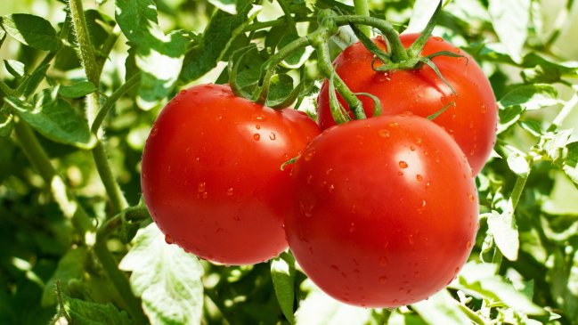 Подкормка корневой системы растений томатов