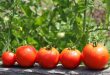 Использование спелых плодов для ускорения созревания томатов