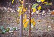Сажать ли деревья осенью
