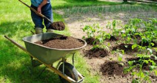 В чем преимущества перегноя для удобрения огорода?