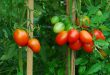 способы выращивания помидор без фитофторы
