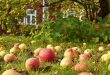 4 правила для получения урожая яблок