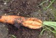 Почему морковь лопается в земле