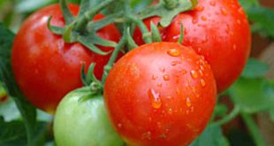 Как выращивать томаты в ведрах