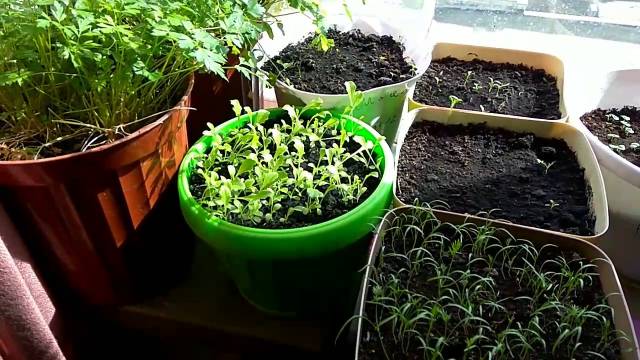 Выращивание зелени на подоконнике: полезный урожай в зимнее время года