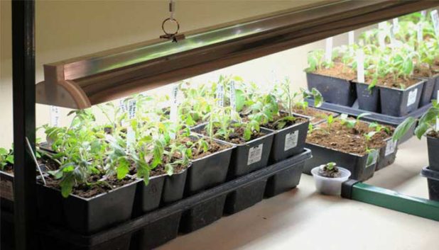 Как вырастить клубнику из семян в домашних условиях на рассаду — пошаговая инструкция