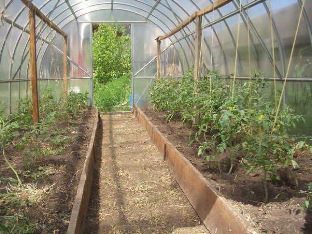 Как посадить огурцы в теплицу из поликарбоната: пошаговая инструкция с фото и видео