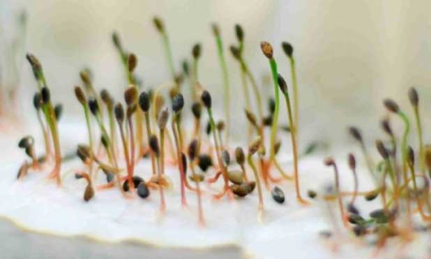 Как вырастить клубнику из семян в домашних условиях на рассаду — пошаговая инструкция