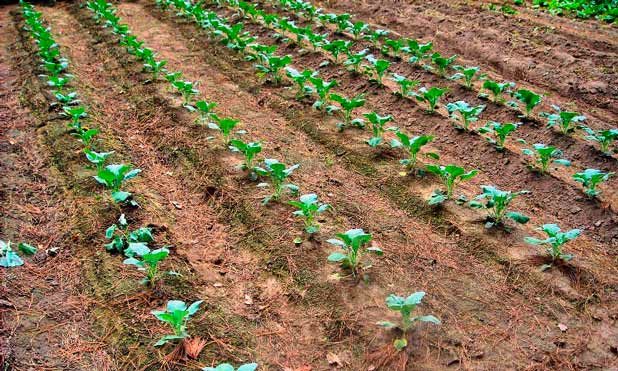 Как вырастить брокколи на огороде: от посадки рассады до сбора урожая