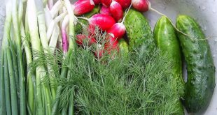 Как получить ранний урожай весенней зелени и овощей