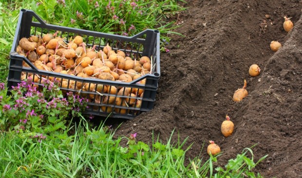 Как посадить картофель с помощью мотоблока с окучником — порядок работы и советы