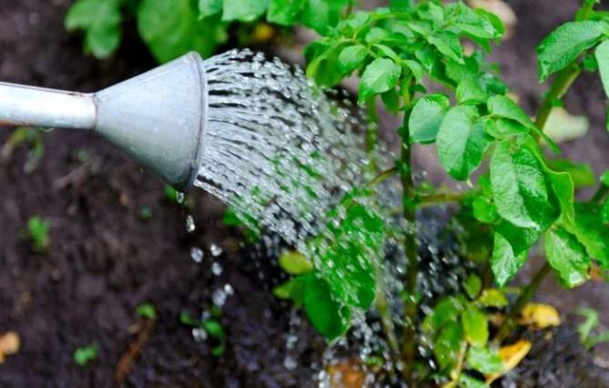 Какие подкормки и удобрения помогут растениям пережить жару