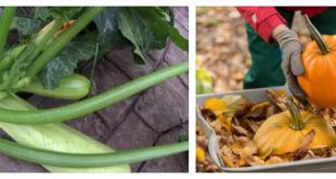 Как увеличить урожай тыквы и кабачков