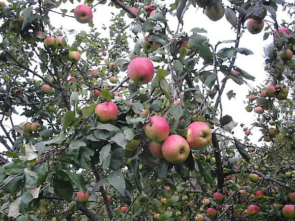 Яблоня сорта Штрейфлинг осеннее полосатое для вашего участка
