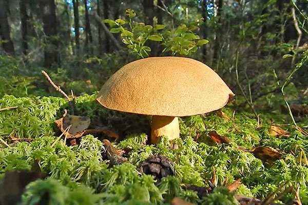 Как отличить настоящие грибы моховики от ложных