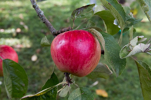 Универсальный сорт яблони Услада для разных регионов