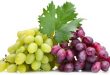 Скороспелые сорта винограда: советы по выращиванию