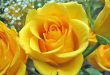 Роза Керио – описание сорта и уход