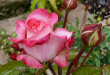 Размножение розы черенками