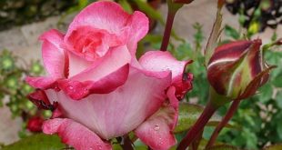 Размножение розы черенками