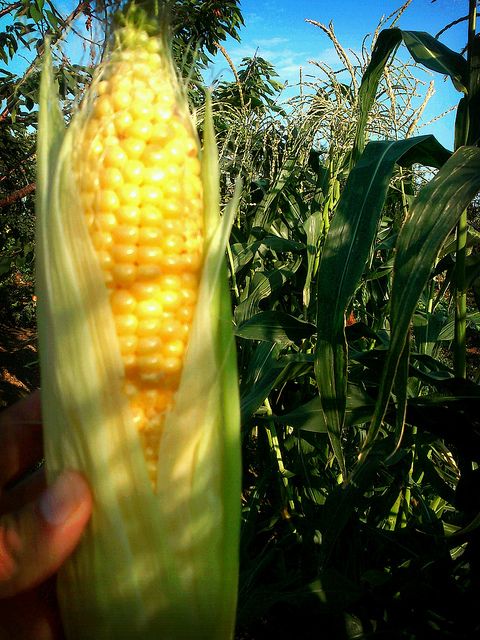 Выращивание кукурузы