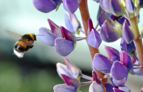 Почему шмели лучше пчёл
