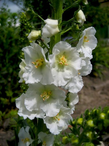 цветок вербаскум