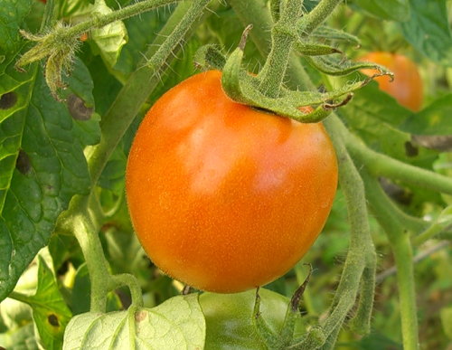 Секреты томатного урожая