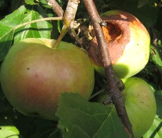 Плодовая Гниль яблони