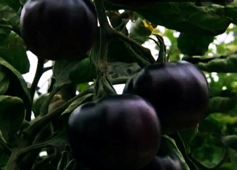 Черные томаты