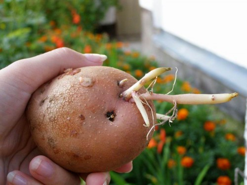 способ проращивания картофеля
