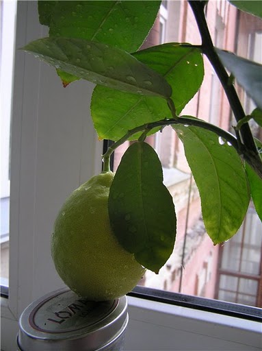 лимон Иркутский крупноплодный 