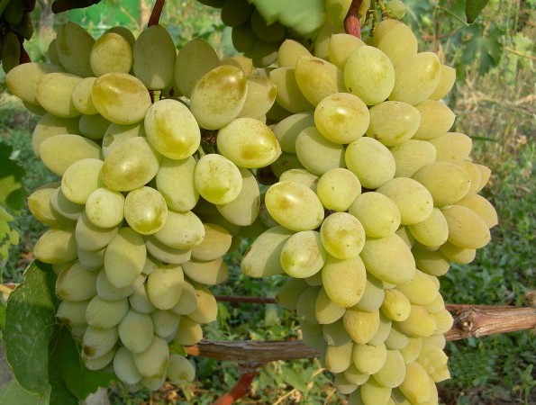 Тимур сорт винограда