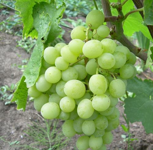 Восторг сорт винограда