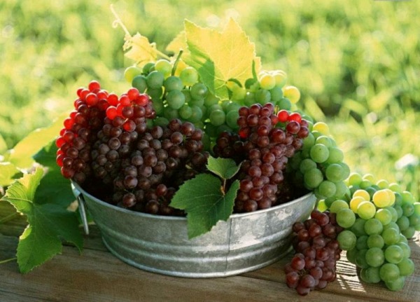 выращивание раннего винограда