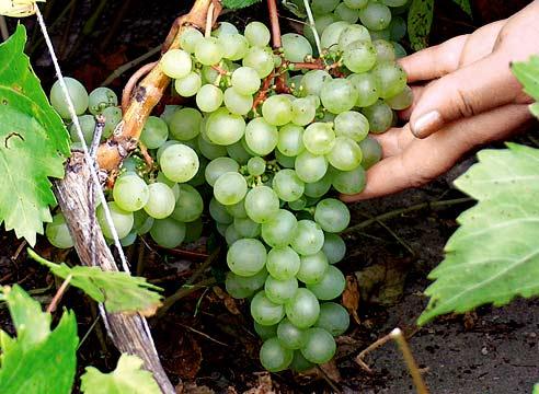 Секреты выращивания раннего винограда