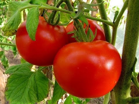 Урожай томатов раньше всех