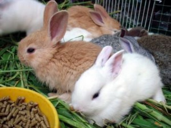 Комбикорм для кроликов