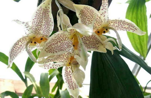 Стангопея - коллекционная орхидея