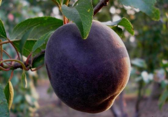 правила выращивания черного абрикоса