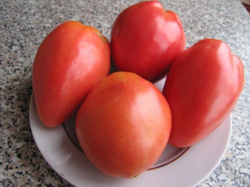 томаты сорта петруша огородник