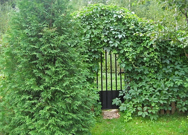 Как украсить забор зеленью