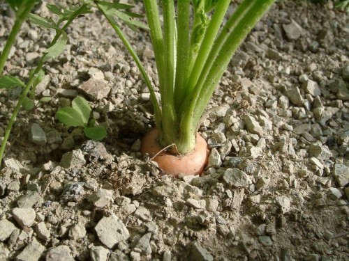 выращивания моркови на глинистых почвах
