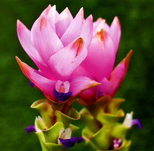 Сиамский тюльпан