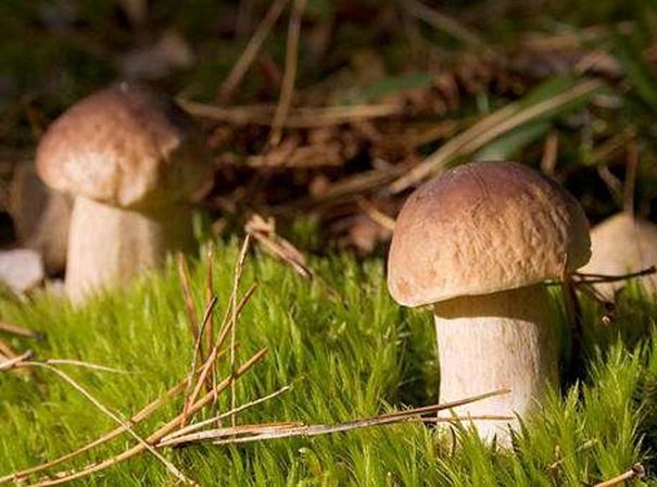 Как растут грибы в лесу