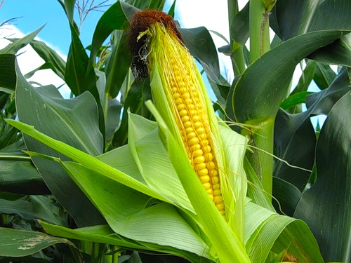 Кукуруза в огороде